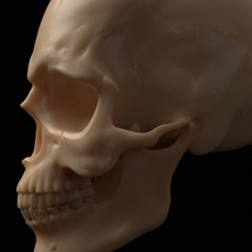 High Poly 3D Sculpure of Human Skull, sculpted in Zbrush and Rendered in Marmoset